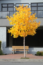 Load image into Gallery viewer, Tulip Poplar | Small Tree Seedling | The Jonsteen Company