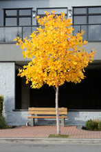 Load image into Gallery viewer, Tulip Poplar | White Design | Seed Grow Kit | The Jonsteen Company