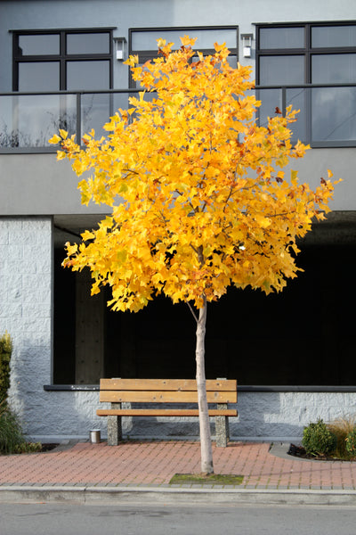 Tulip Poplar | White Design | Seed Grow Kit | The Jonsteen Company
