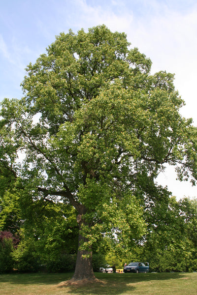 Tulip Poplar | White Design | Seed Grow Kit | The Jonsteen Company