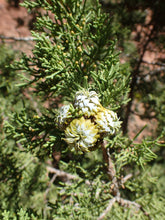 Load image into Gallery viewer, Utah Juniper | Mini-Grow Kit | The Jonsteen Company