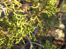 Load image into Gallery viewer, Utah Juniper | Mini-Grow Kit | The Jonsteen Company