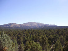 Load image into Gallery viewer, Utah Juniper | Mini-Grow Kit | The Jonsteen Company