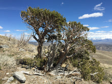 Load image into Gallery viewer, Utah Juniper | Mini-Grow Kit | The Jonsteen Company