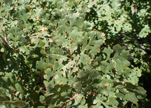 Load image into Gallery viewer, Valley Oak | Medium Tree Seedling | The Jonsteen Company