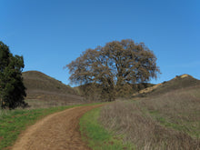 Load image into Gallery viewer, Valley Oak | Medium Tree Seedling | The Jonsteen Company