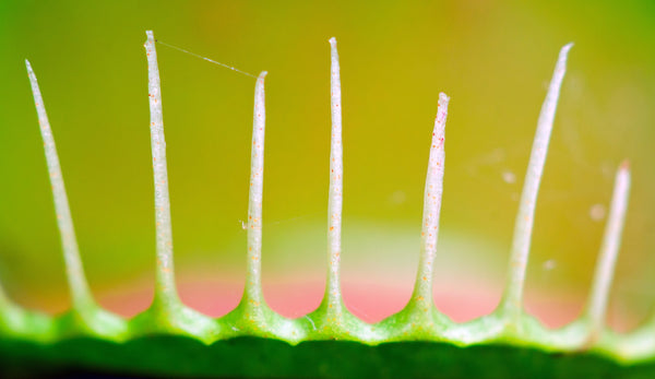 Venus Flytrap | Carnivorous Plant Grow Kit | The Jonsteen Company