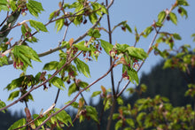 Load image into Gallery viewer, Vine Maple | Small Tree Seedling | The Jonsteen Company