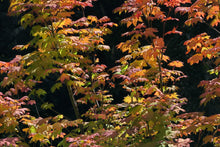 Load image into Gallery viewer, Vine Maple | Small Tree Seedling | The Jonsteen Company