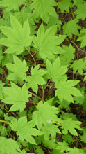 Load image into Gallery viewer, Vine Maple | Small Tree Seedling | The Jonsteen Company