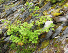 Load image into Gallery viewer, Vine Maple | Small Tree Seedling | The Jonsteen Company
