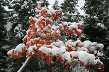 Load image into Gallery viewer, Vine Maple | Small Tree Seedling | The Jonsteen Company