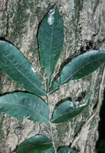 Load image into Gallery viewer, Water Hickory | Medium Tree Seedling | The Jonsteen Company