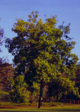 Load image into Gallery viewer, Water Hickory | Medium Tree Seedling | The Jonsteen Company