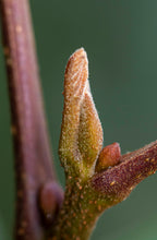 Load image into Gallery viewer, Water Hickory | Medium Tree Seedling | The Jonsteen Company