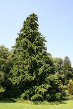 Load image into Gallery viewer, Western Hemlock | The Jonsteen Company
