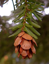 Load image into Gallery viewer, Western Hemlock | The Jonsteen Company