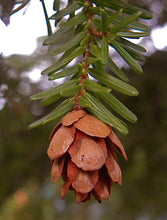 Load image into Gallery viewer, Western Hemlock | Small Tree Seedling | The Jonsteen Company