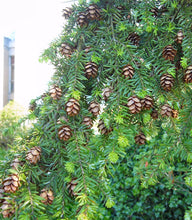 Load image into Gallery viewer, Western Hemlock | Medium Tree Seedling | The Jonsteen Company
