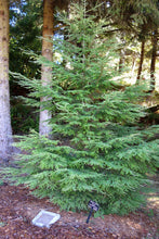 Load image into Gallery viewer, Western Hemlock | The Jonsteen Company