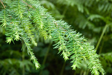Load image into Gallery viewer, Western Hemlock | The Jonsteen Company
