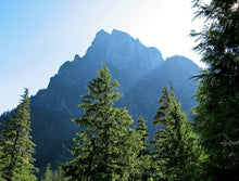 Load image into Gallery viewer, Western Hemlock | The Jonsteen Company