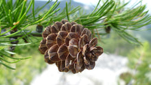 Load image into Gallery viewer, Western Larch | Medium Tree Seedling | The Jonsteen Company