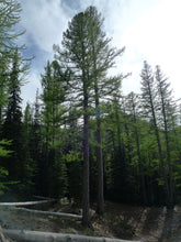 Load image into Gallery viewer, Western Larch | Medium Tree Seedling | The Jonsteen Company