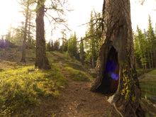 Load image into Gallery viewer, Western Larch | Medium Tree Seedling | The Jonsteen Company