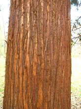 Load image into Gallery viewer, Western Red Cedar | Mini-Grow Kit | The Jonsteen Company
