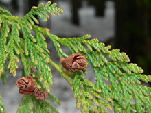 Load image into Gallery viewer, Western Red Cedar | Mini-Grow Kit | The Jonsteen Company