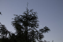 Load image into Gallery viewer, Western Redcedar | Thuja plicata