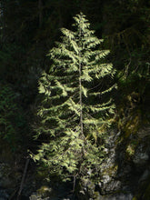 Load image into Gallery viewer, Western Redcedar | Thuja plicata