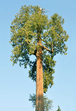 Load image into Gallery viewer, Western Redcedar | Thuja plicata