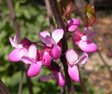 Load image into Gallery viewer, Western Redbud | Small Tree Seedling | The Jonsteen Company
