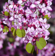 Load image into Gallery viewer, Western Redbud | Small Tree Seedling | The Jonsteen Company