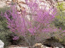 Load image into Gallery viewer, Western Redbud | Small Tree Seedling | The Jonsteen Company
