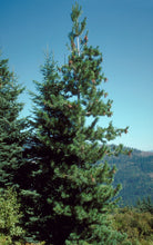 Load image into Gallery viewer, Western White Pine | The Jonsteen Company