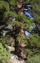 Load image into Gallery viewer, Western White Pine | The Jonsteen Company