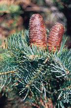 Load image into Gallery viewer, White Fir | Medium Tree Seedling | The Jonsteen Company
