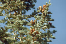 Load image into Gallery viewer, White Fir | Mini-Grow Kit | The Jonsteen Company