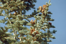 Load image into Gallery viewer, White Fir | Medium Tree Seedling | The Jonsteen Company