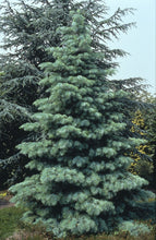 Load image into Gallery viewer, White Fir | The Jonsteen Company