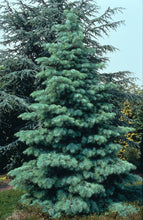 Load image into Gallery viewer, White Fir | Medium Tree Seedling | The Jonsteen Company