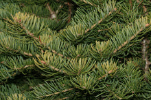 Load image into Gallery viewer, White Fir | Medium Tree Seedling | The Jonsteen Company