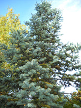 Load image into Gallery viewer, White Fir | Medium Tree Seedling | The Jonsteen Company