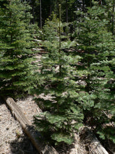 Load image into Gallery viewer, White Fir | The Jonsteen Company