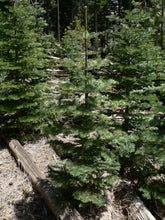 Load image into Gallery viewer, White Fir | Medium Tree Seedling | The Jonsteen Company