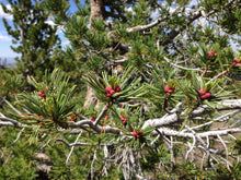 Load image into Gallery viewer, Whitebark Pine | The Jonsteen Company