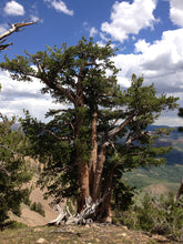 Load image into Gallery viewer, Whitebark Pine | The Jonsteen Company